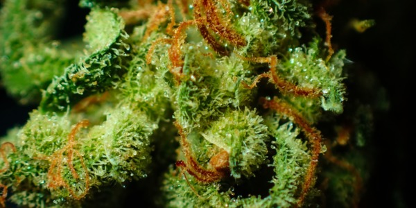 Demeter Laboratory Chosen to Provide Cannabis Oversight in Oklahoma