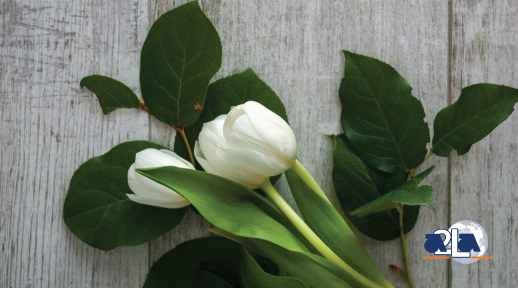 a white rose on a wooden table