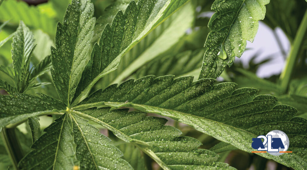 A close up image of a green hemp leaf with water droplets on top.