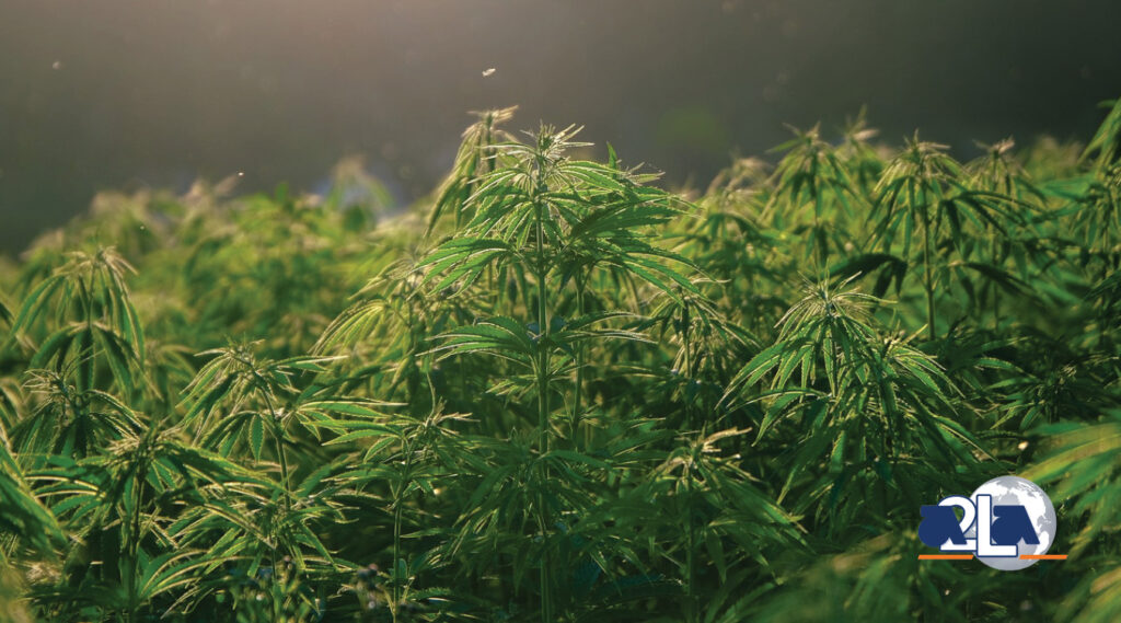 Hemp plants growing in soft sunlight